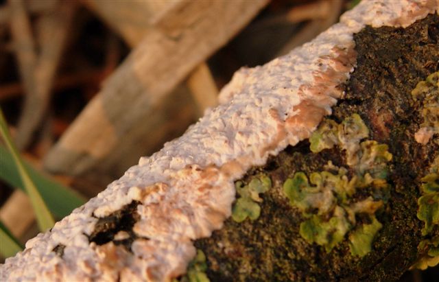 Aphyllophorales???